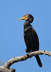 Great Cormorant